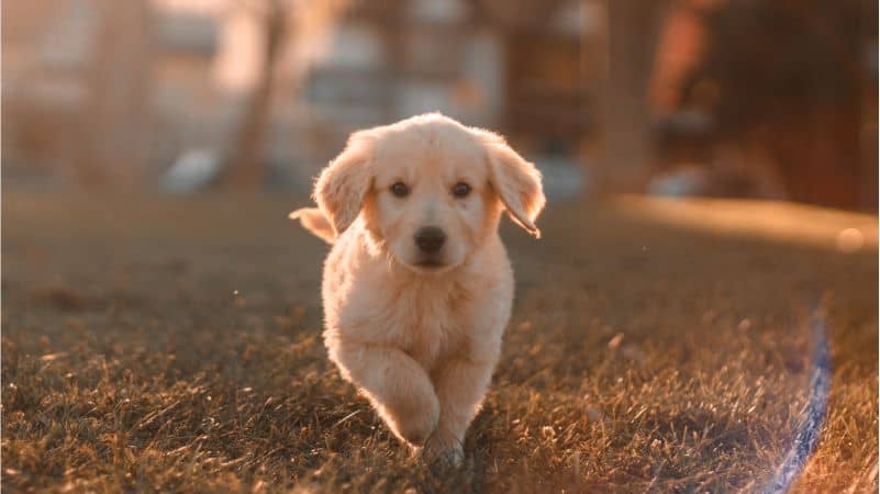 Hukum Menganiaya Anjing dalam Islam